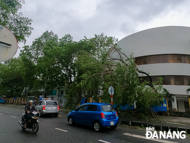 Cây xanh ở khuôn viên trường THPT Phan Châu Trinh bị gió quật ngã. Ảnh: XUÂN SƠN