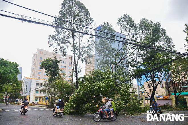 Cây xanh ở ngã tư Phan Đình Phùng - Yên Bái ngã đè lên đường dây điện. Ảnh: XUÂN SƠN