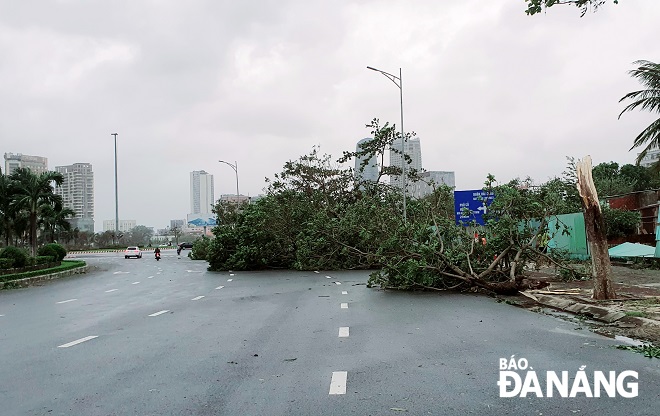 Hàng cây bị ngã đổ tại nút giao phía tây cầu Sông Hàn. 
