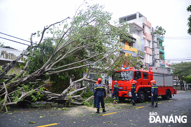 Removing a fallen tree on Pasteur Street