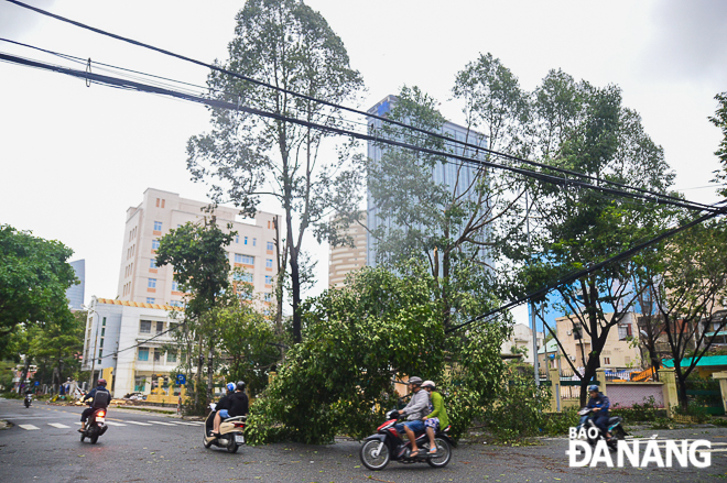 Trees falling onto power lines at the intersection of Phan Dinh Phung and Yen Bai streets