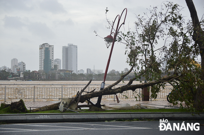 Uprooted huge trees falling onto the light pole on Bach Dang Street