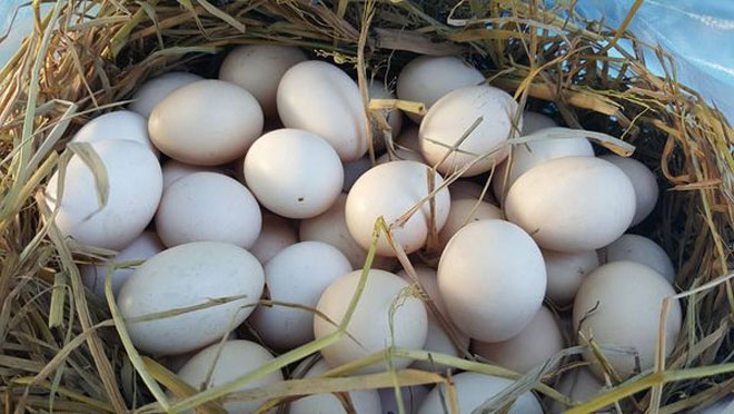 Những quả trứng gà ta - quà quê thắm đượm nghĩa tình.Ảnh: dongtayy.com