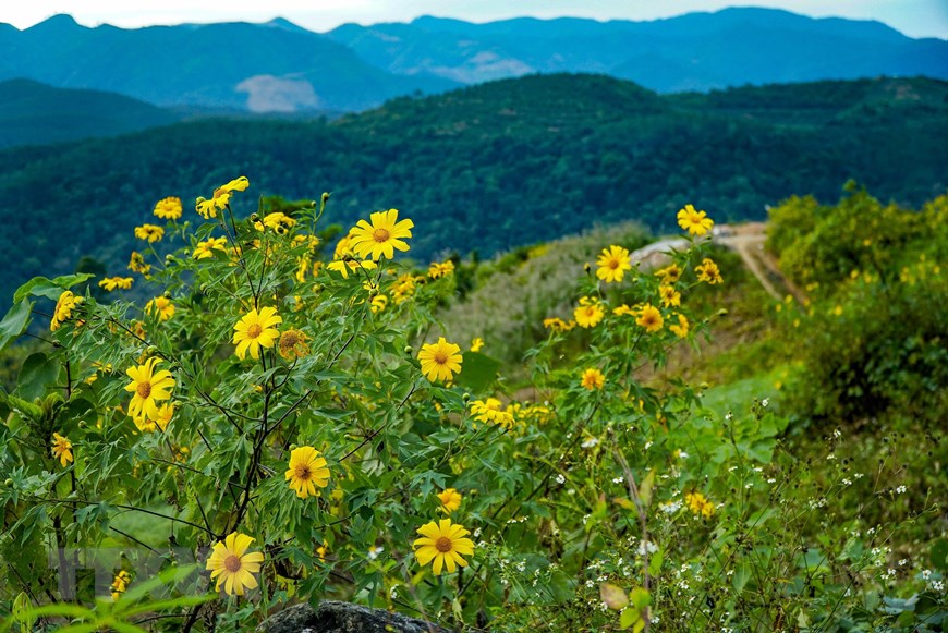 Hoa dã quỳ rực rỡ phủ vàng rực rỡ khắp núi đồi Điện Biên