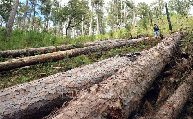 Khởi tố vụ án hủy hoại rừng phòng hộ đầu nguồn Lâm Đồng