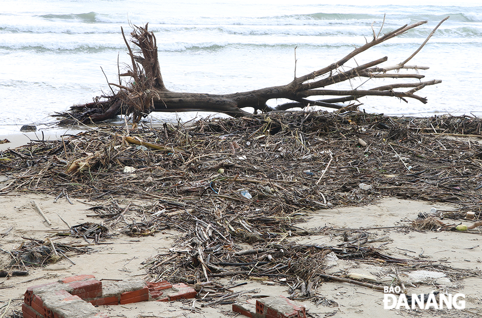  A large amount of waste, including branches, firewood, and used plastic items piling up on beaches stretching along the Vo Nguyen Giap - Hoang Sa - Truong Sa coastal route.