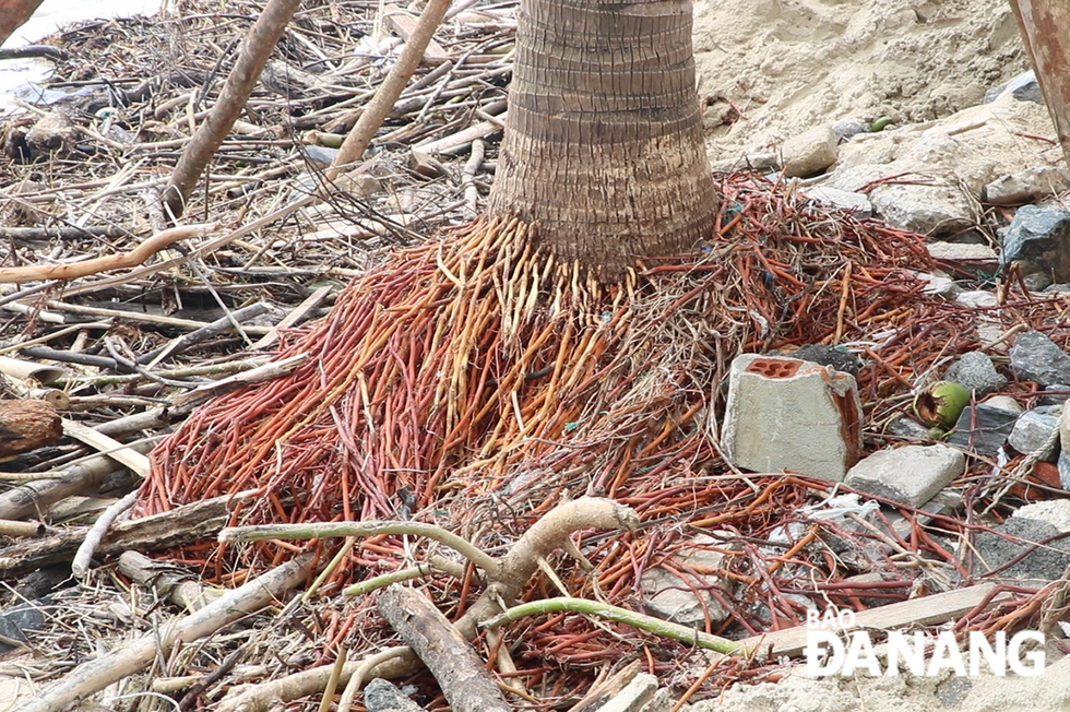  The roots of coconut trees have been exposed due to sand erosion.