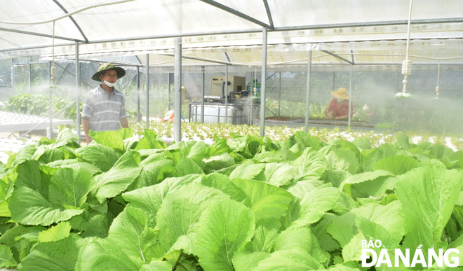 Hệ thống sản xuất rau thủy canh do Sở Nông nghiệp và Phát triển nông thôn hỗ trợ cho Hợp tác xã Dịch vụ sản xuất và tiêu thụ rau an toàn Túy Loan  (huyện Hòa Vang). Ảnh: HOÀNG HIỆP