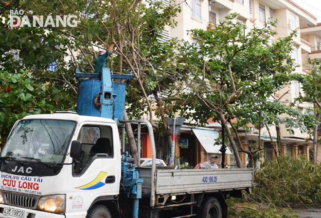 Pruning the branches of trees alongside streets in Son Tra District in preparation for storm Goni