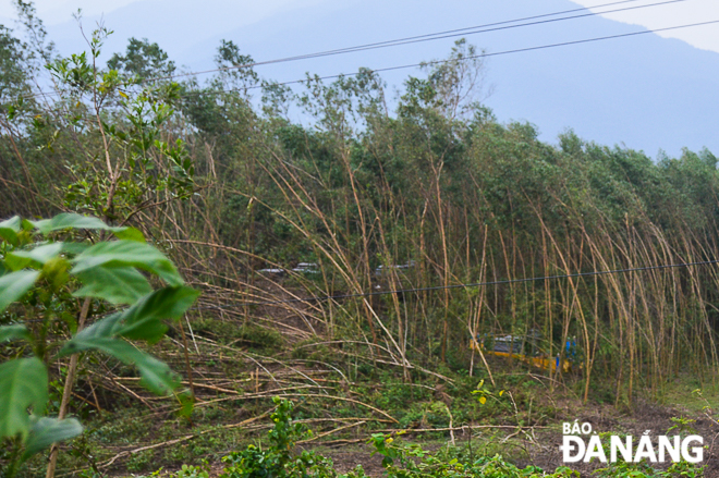 Large numbers of acacia trees in Hoa Phu Commune collapsed during storm Saudel
