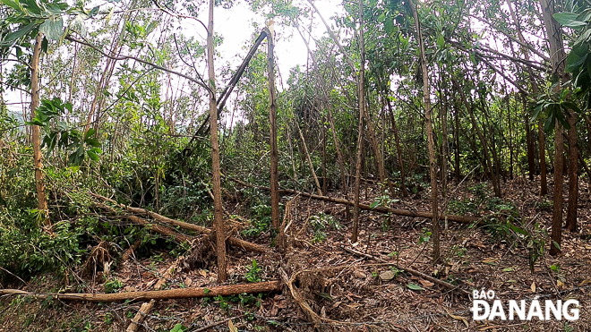 A combined total of more than 4,000ha of acacia and eucalyptus plantations in Da Nang’s suburb Hoa Vang District was destroyed during storm Saudel