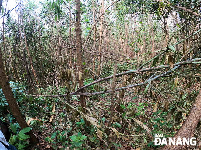  An acacia plantation in Phu Tuc village, Hoa Phu commune turning denuded after the storm