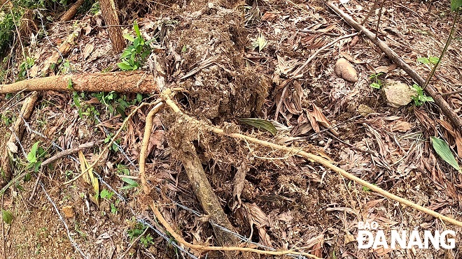 A perennial acacia tree being uprooted