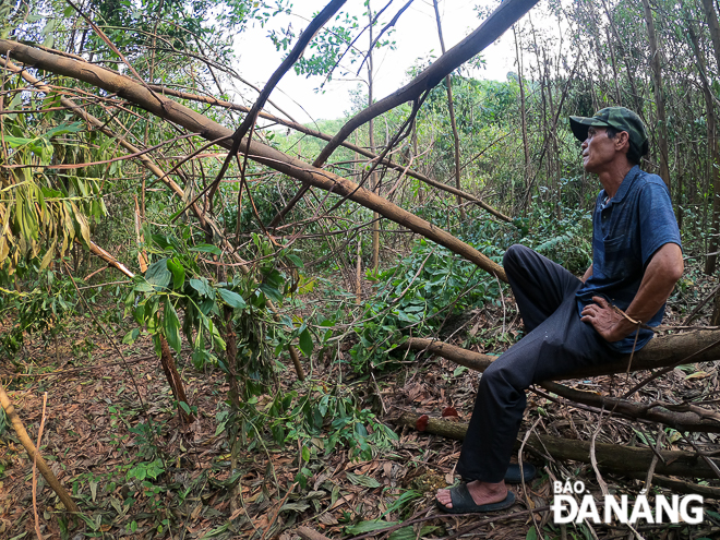   Mr Nguyen Cu, one of the acacia growers in Hoa Vang District said about 40-50% of his own acacia plantation was totally damaged by the storm.