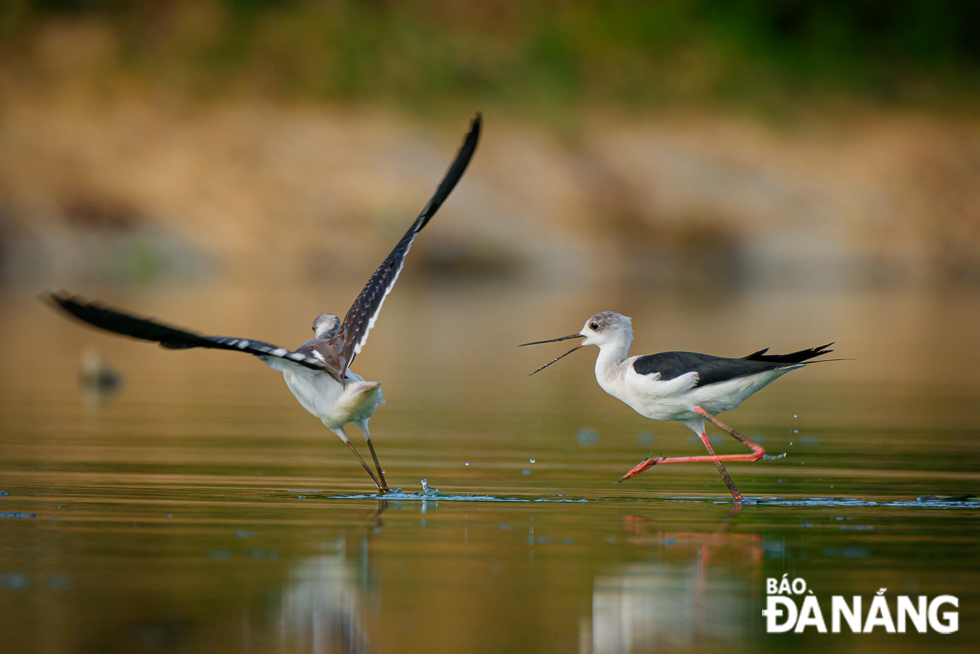 Black-winged Stilts demonstrating their hunting prowess