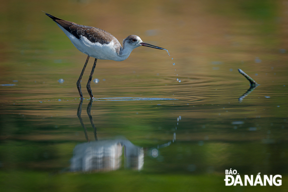 The adults are 33-36 cm (13-14 inch) long. They have long pink legs, long thin black bills and are blackish above and white below, with a white head and neck with a varying amount of black.