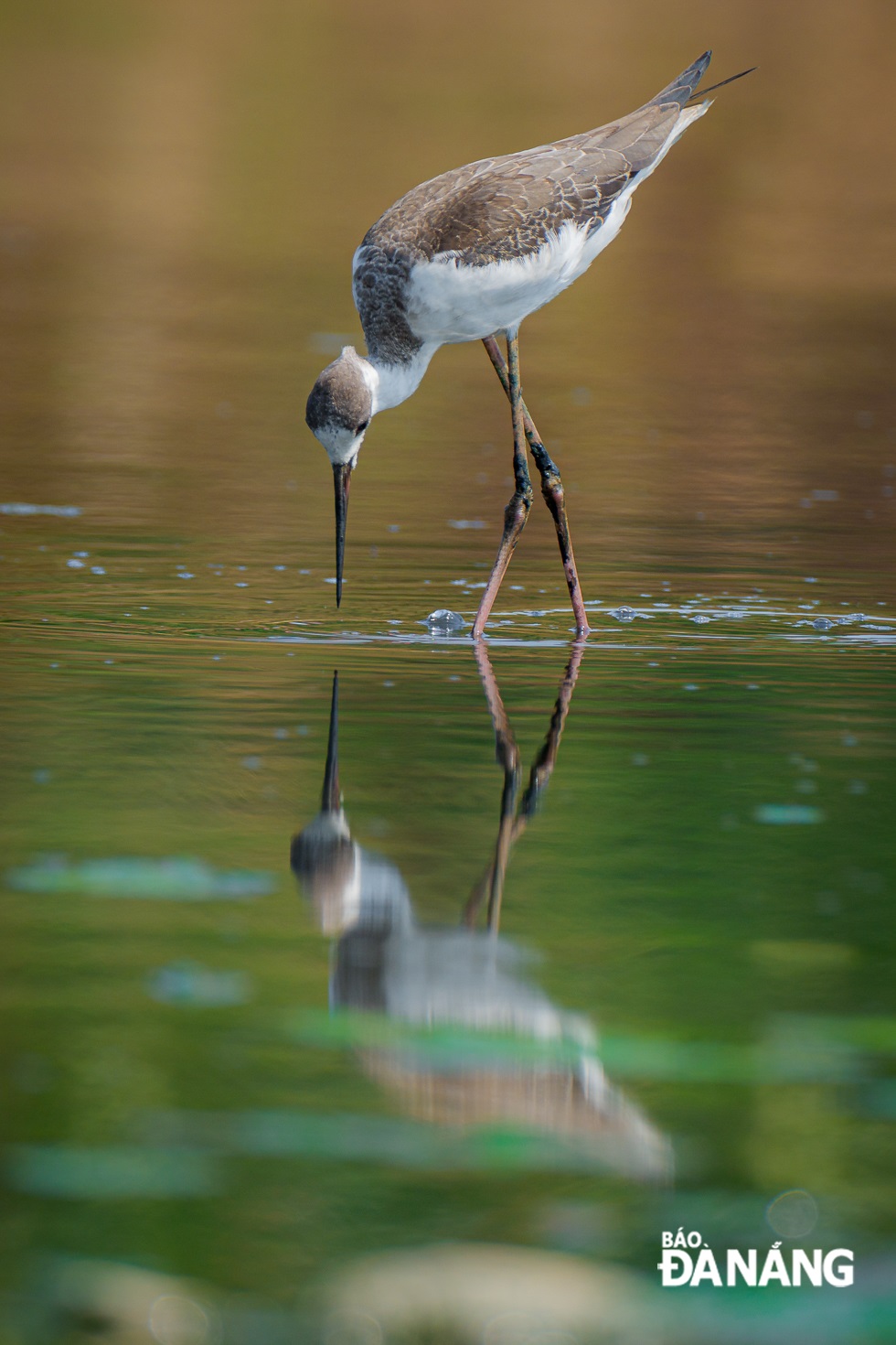 The adult male in breeding plumage has black and white plumage with all-black wings and upper back with greenish iridescence. Meanwhile, the female in breeding plumage is almost similar but more brownish on the upperparts with sometimes greyish wash on nape and rear neck.