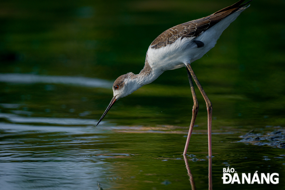 With its thin, extra-long and coral-red legs and its needle-like thin bill, the Black-winged Stilt is an exceedingly elegant and graceful wader. In flight, it is characterized by its all-black, pointed wings, its long, extended neck and amazingly long legs.