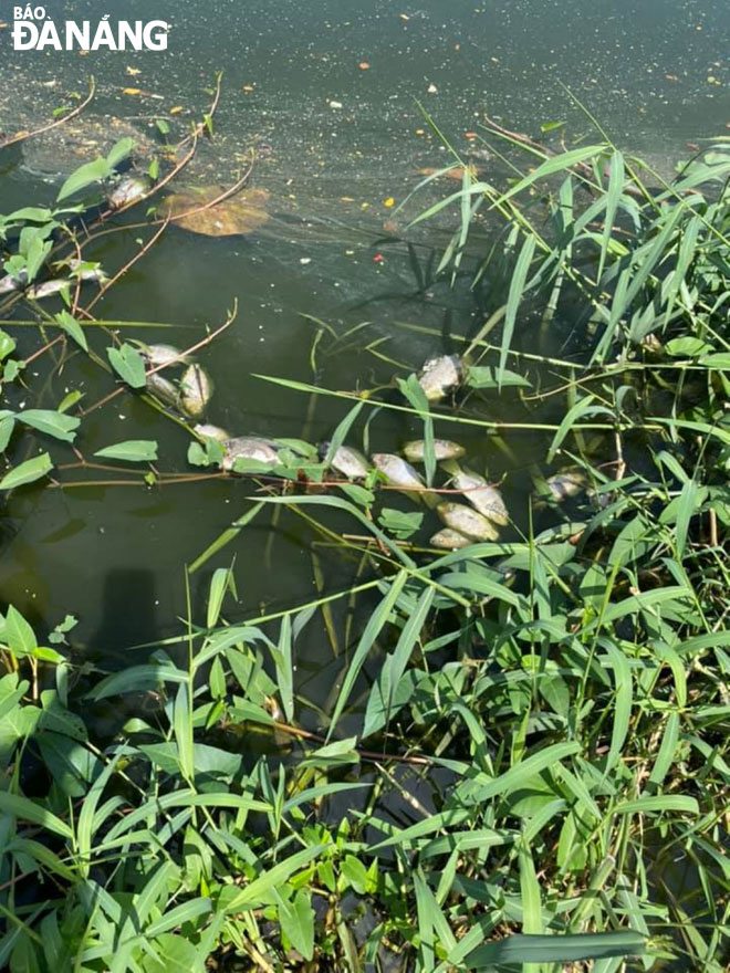 Tình trạng cá chết thường xuyên xảy ra tại hồ điều tiết phường Hòa Thọ Đông, quận Cẩm Lệ. Ảnh: H.LÊ