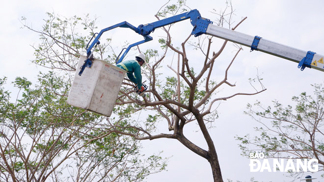 Tổ Cây xanh 1, Đội Cây xanh Hải Châu, Công ty Công viên - Cây xanh Đà Nẵng xử lý những cây có dấu hiệu nghiêng tại khu vực đầu cầu Nguyễn Văn Trỗi (hướng bờ Tây). Ảnh: MAI HIỀN