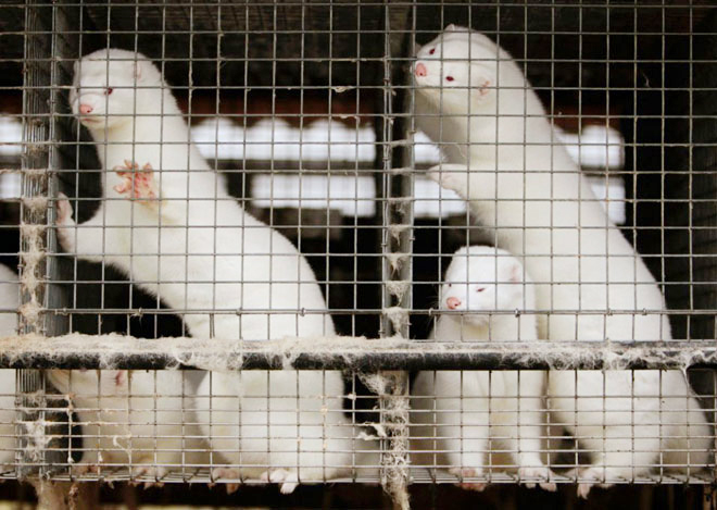 Đan Mạch, nơi sản xuất lông chồn lớn nhất thế giới, có từ 15 -17 triệu con chồn trong khoảng 1.100 trang trại. Ảnh: Reuters