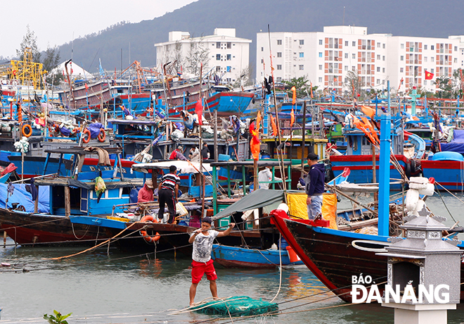 Son Tra District’s fishermen urgently anchoring their fishing boats in the Tho Quang fishing wharf