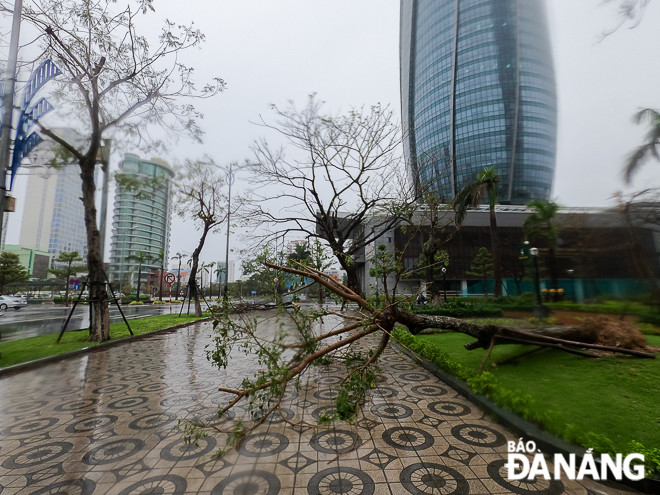 Một số cây xanh ngã đổ trên đường Thành Điện Hải. Ảnh: XUÂN SƠN