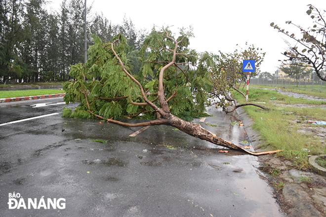 Some uprooted trees along Nguyen Tat Thanh Street