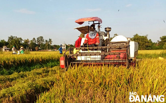 Hợp tác xã Dịch vụ sản xuất nông nghiệp Hòa Phong 1 phấn đấu nâng năng suất thu hoạch lúa vụ đông xuân năm nay cao hơn vụ hè thu vừa qua. Ảnh: VĂN HOÀNG	