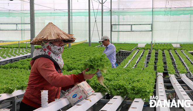 Hi-tech agriculture has seen active involvement of private economic sector. Farmers are pictured harvesting hydroponic lettuce at GreenTech Farm located in Hoa Khuong commune, Hoa Vang District