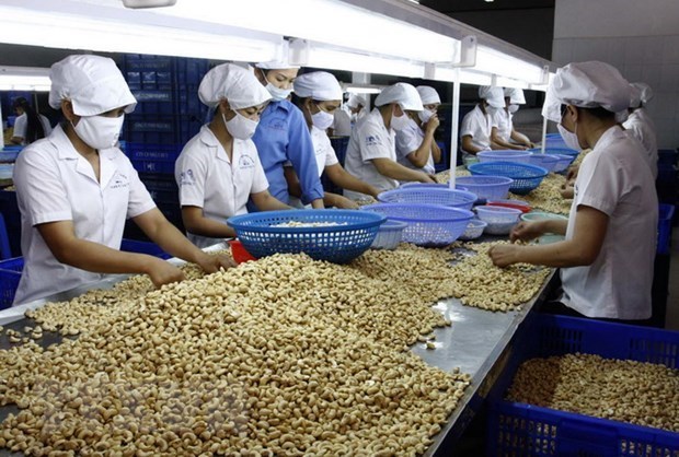 Viet Nam has maintained its position as the world’s largest producer and exporter of cashew nuts in 2020. (Photo: VNA)