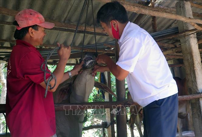 Bác sĩ của Chi cục Chăn nuôi và Thú y tỉnh Phú Yên tăng cường hỗ trợ người dân điều trị bệnh cho đàn bò. Ảnh: Xuân Triệu/TTXVN