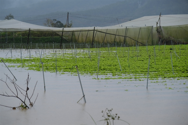 A vegetable garden is submerged by floodwater in Don Duong District, the Central Highlands province of Lam Dong