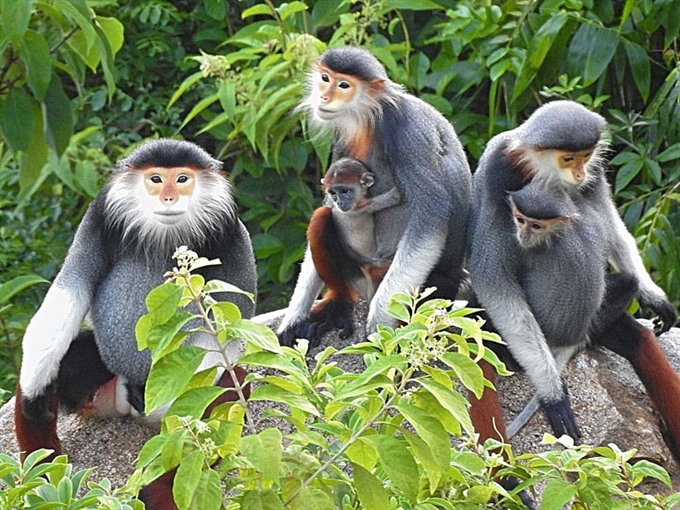 The endangered red-shanked douc langurs living on the Son Tra Peninsula needed protecting 