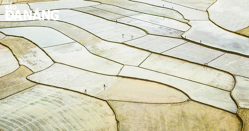 Diligent farmers preparing for the new crop