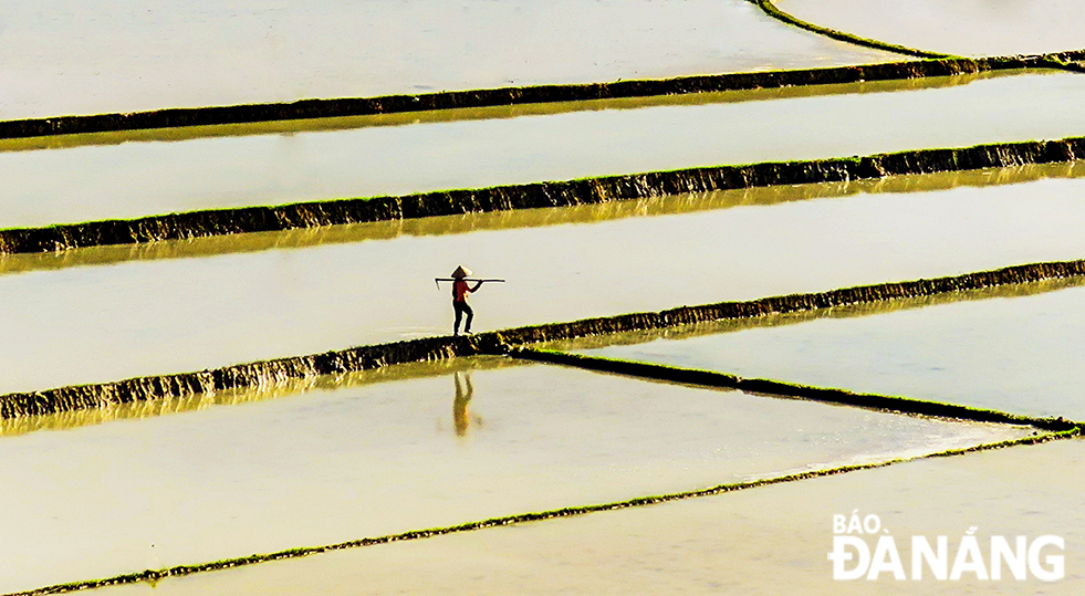  Rice fields stacked in increasing gradients to create fluid lines