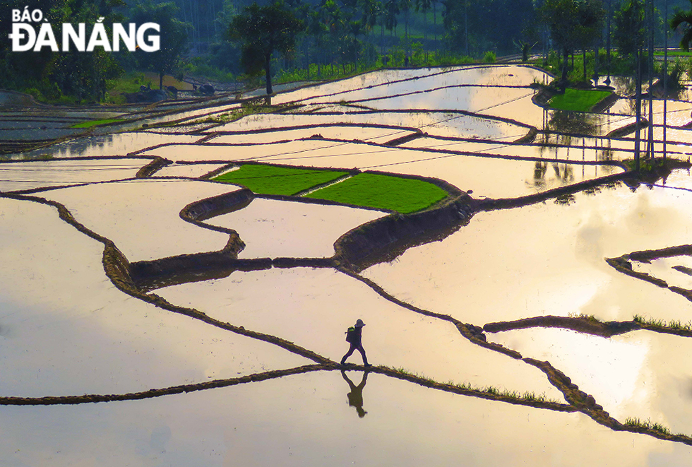 Waterlogged fields look gorgeous, stretching over vast areas, with a patch of green indicating what they will look like as the rice plants grow 