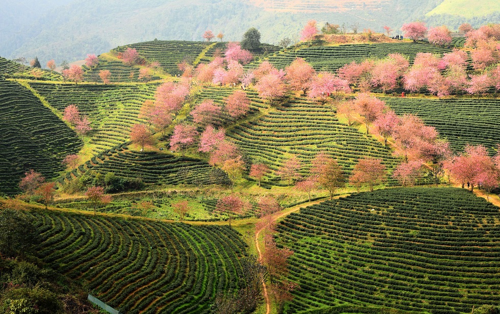 The O Long Tea Hill is 1,800 meters above sea level. The intermingled planting of rows of cherry trees along paths on the hill has created a beautiful natural picture for this place, making tourists reluctant to leave.