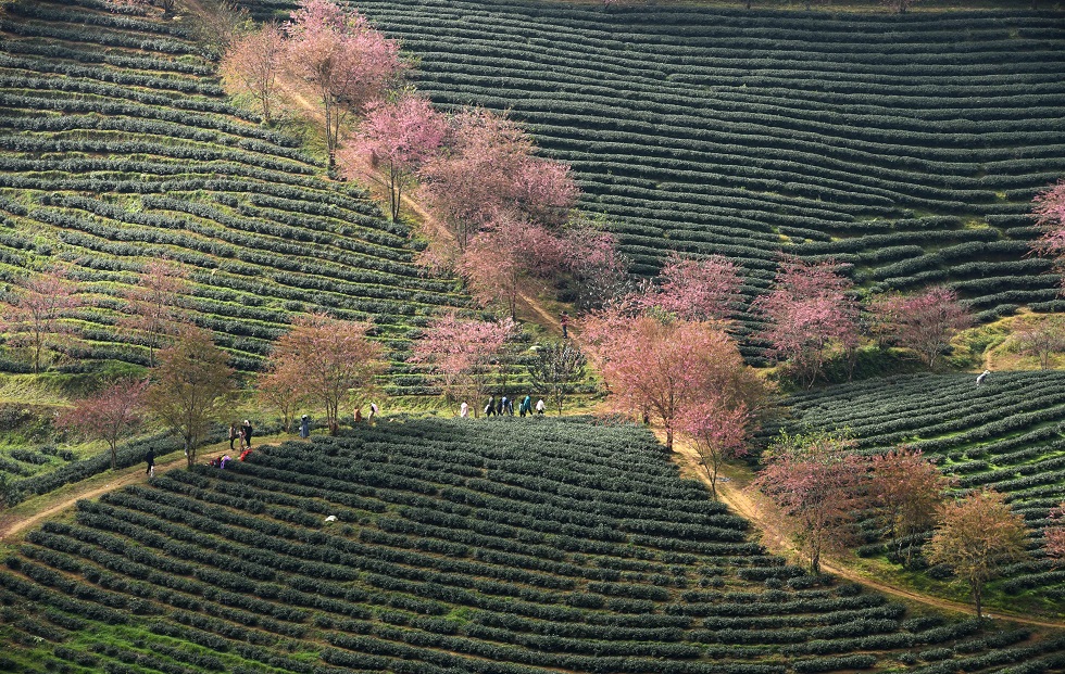 Rows of cherry trees are planted along paths on the O Long Tea Hill