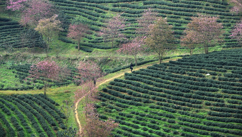 The O Long Tea Hill dotted by cherry blossoms has become a favourite check-in spot for visitors, particularly the young. 