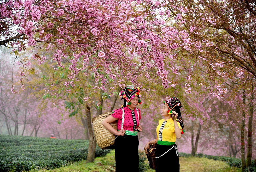 Cherry blossoms are only in full bloom for about 1-2 months, so the best time to see cherry trees in full bloom is months before the Tet Festival 2021.