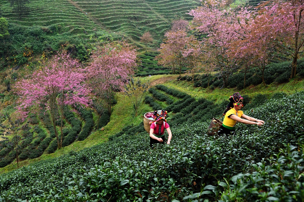 People are harvesting tea on the hill