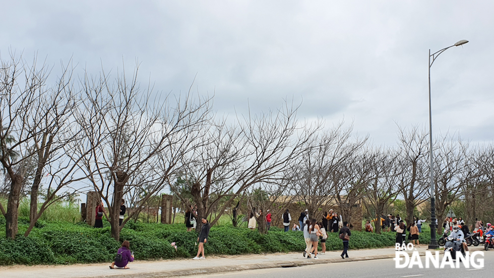 A fancy scene of tall, slender and fragrant rosewood trees opposite the Four Points by Sheraton Da Nang