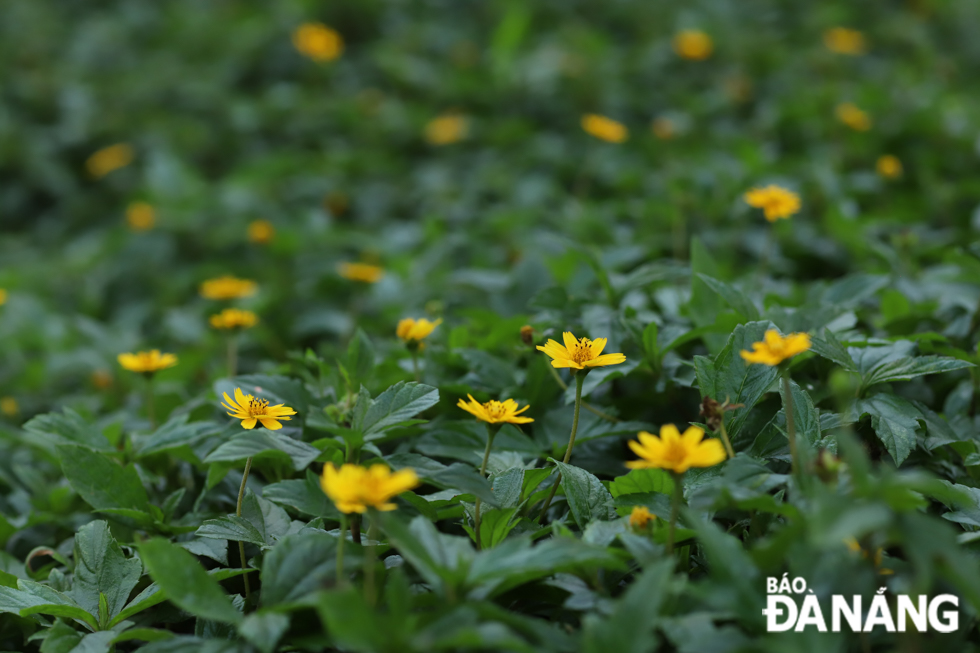  The yellow flowers standing out on the green grass, impressively brightening the winter landscape