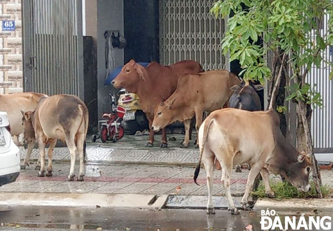 Đàn bò đi vào trước cửa nhà dân tại tuyến đường Diệp Minh Châu, phường Hòa Xuân, quận Cẩm Lệ. (Ảnh chụp tháng 11-2020)Ảnh: H.L	