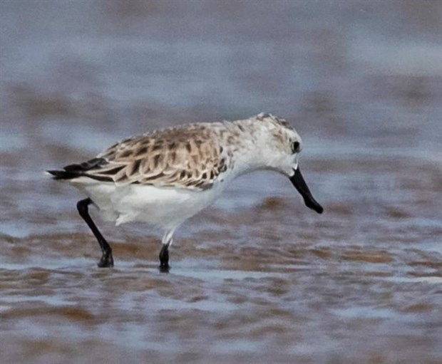A spoon-billed sandpiper (Calidris pygmaea) is snapped on the beach of Thọ Quang in Son Tra penisula in Da nang. At least 50 migrarory birds and other bird species were found in the city. (Photo courtesy Minh Ha)