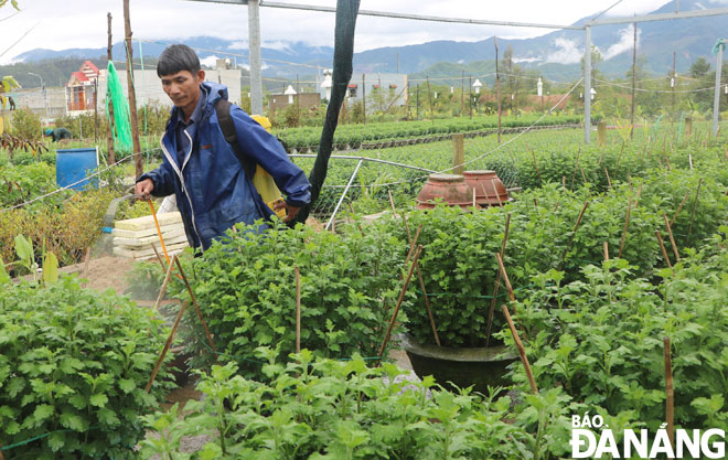 Nông dân vùng trồng hoa Vân Dương (xã Hòa Liên, huyện Hòa Vang) đang chăm sóc hoa cung cấp cho thị trường Tết Nguyên đán Tân Sửu 2021.  Ảnh: VĂN HOÀNG