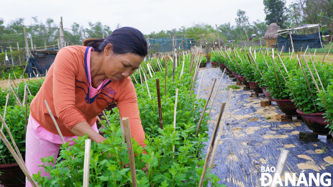 Để các loại hoa nở đều và đẹp đúng dịp Tết, người nông dân tại các vùng hoa trên địa bàn huyện Hòa Vang thường xuyên kiểm tra sâu bệnh hại hoa.  Ảnh: MAI HIỀN	