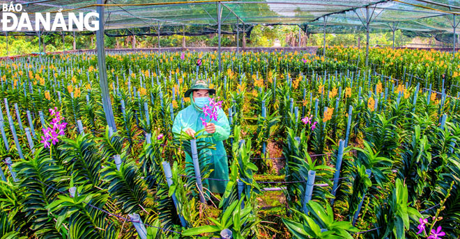 Huyện Hòa Vang chú trọng phát triển nông nghiệp ứng dụng công nghệ cao gắn với du lịch sinh thái cộng đồng. Trong ảnh: Nông dân chăm sóc hoa tại xã Hòa Bắc, huyện Hòa Vang. Ảnh: KIM LIÊN