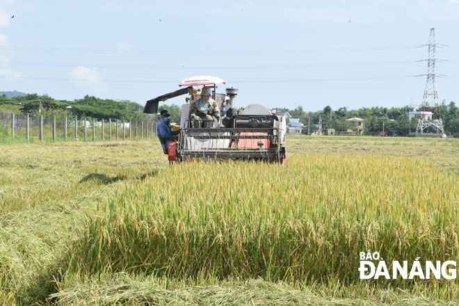 Thu hoạch lúa hè thu được mùa trên đồng ruộng tại xã Hòa Châu, huyện Hòa Vang.  Ảnh: HOÀNG HIỆP	
